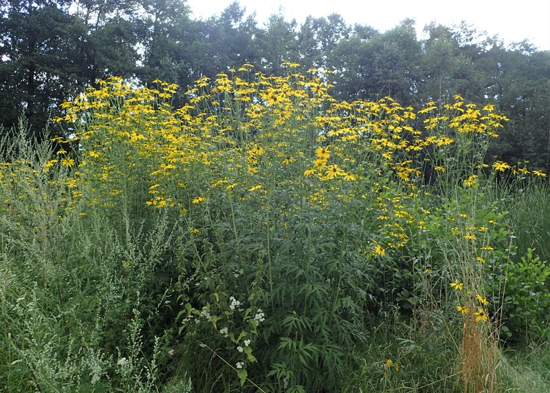 Cutleaf Coneflower photo 2