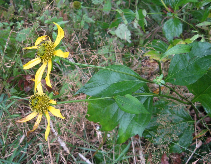 Cutleaf Coneflower photo 8