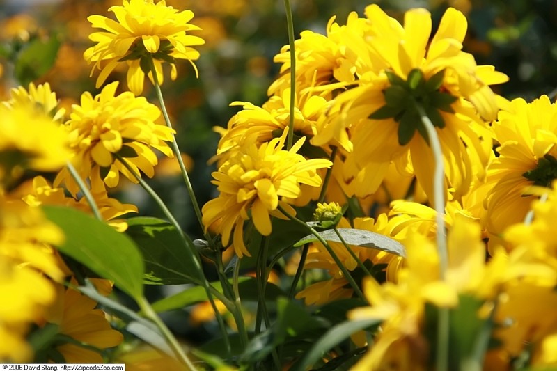 Cutleaf Coneflower photo 6