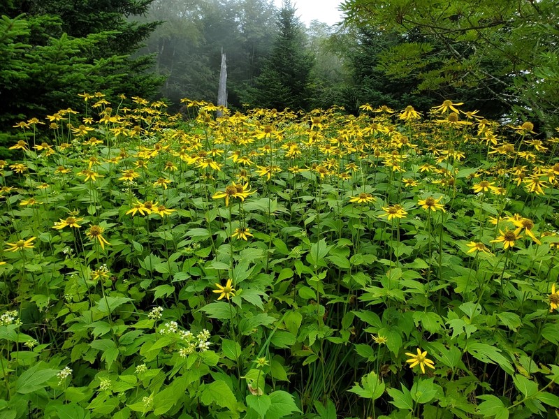 Cutleaf Coneflower photo 7