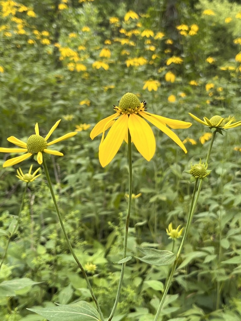 Cutleaf Coneflower photo 8