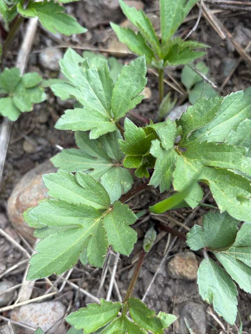 Rudbeckia laciniata var. ampla