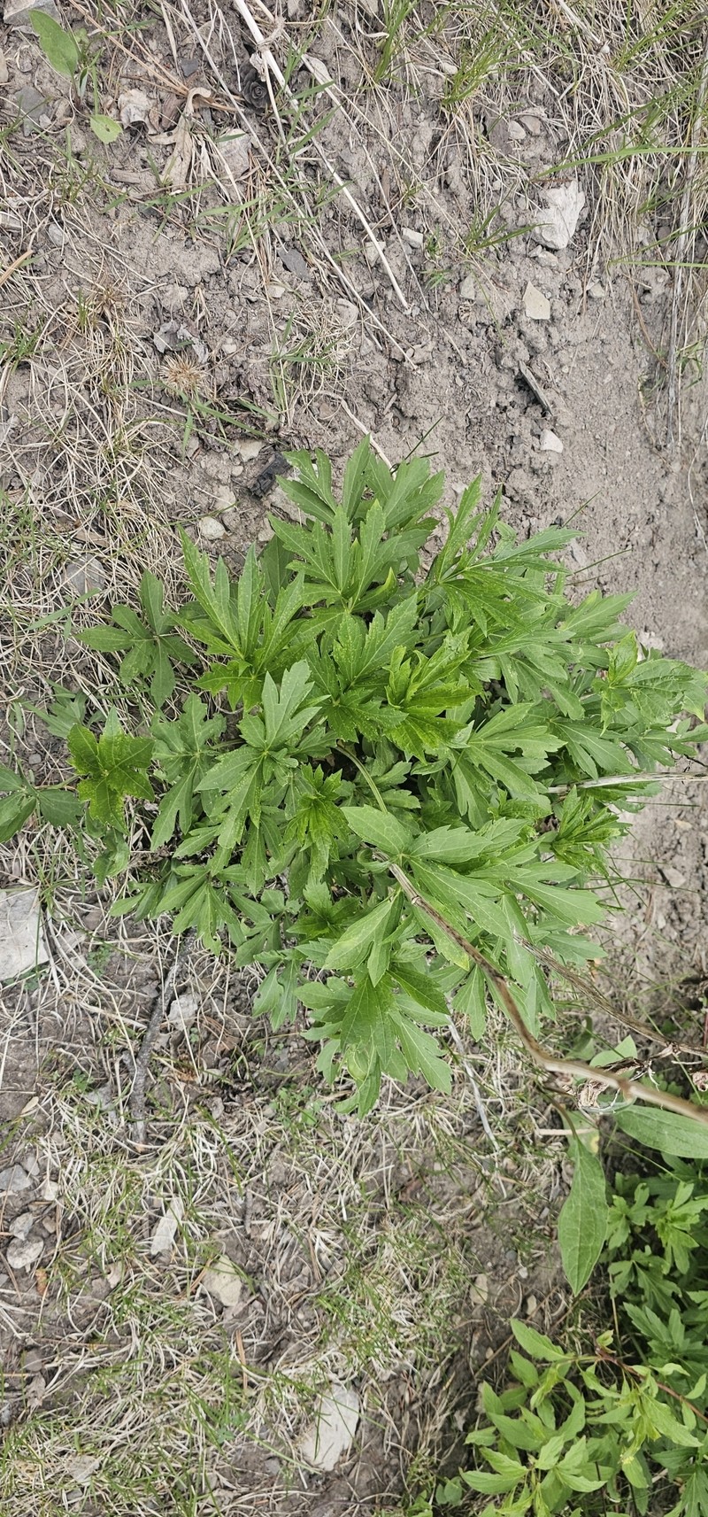 Rudbeckia laciniata var. ampla photo 4