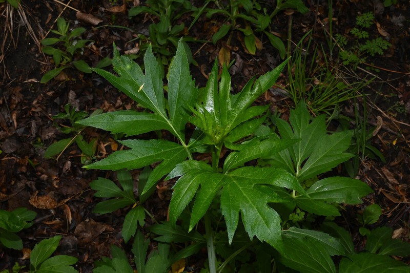 Rudbeckia laciniata var. ampla photo 5