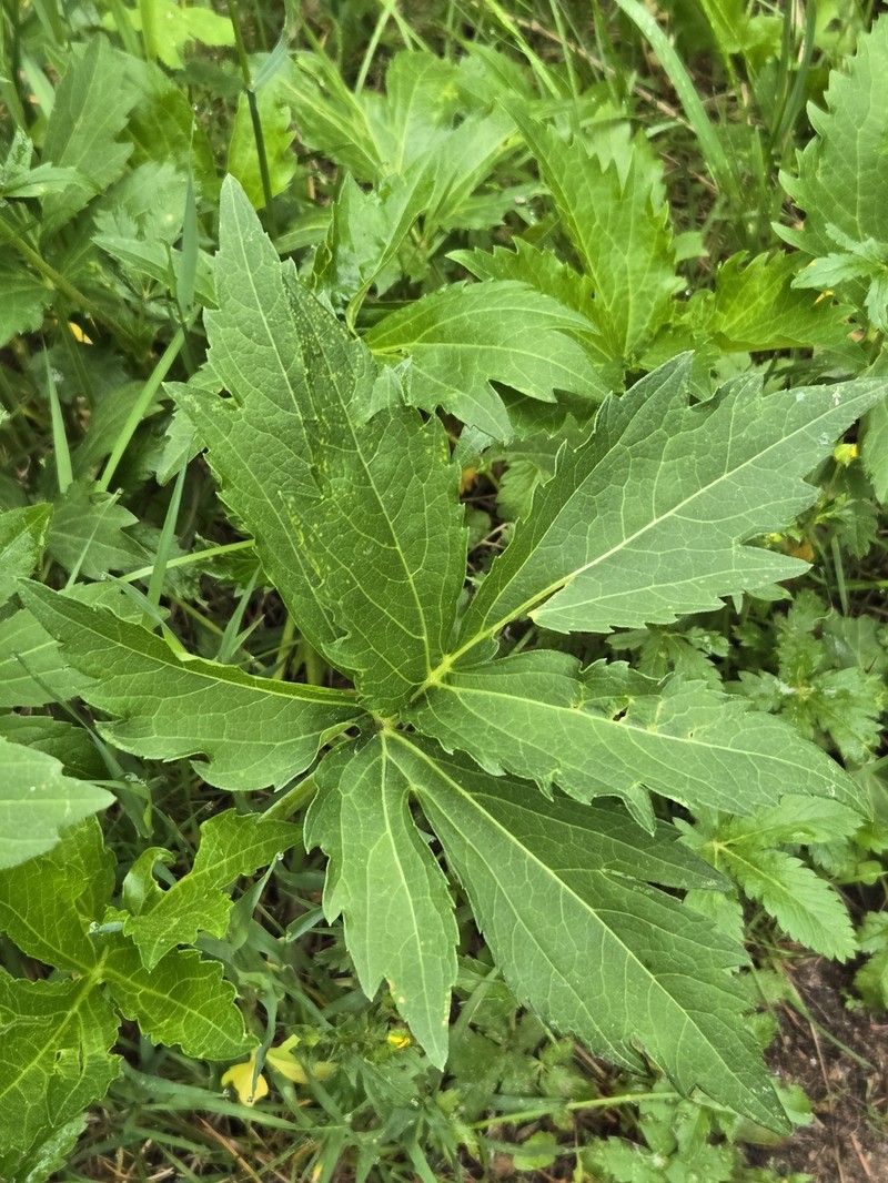 Rudbeckia laciniata var. ampla photo 6