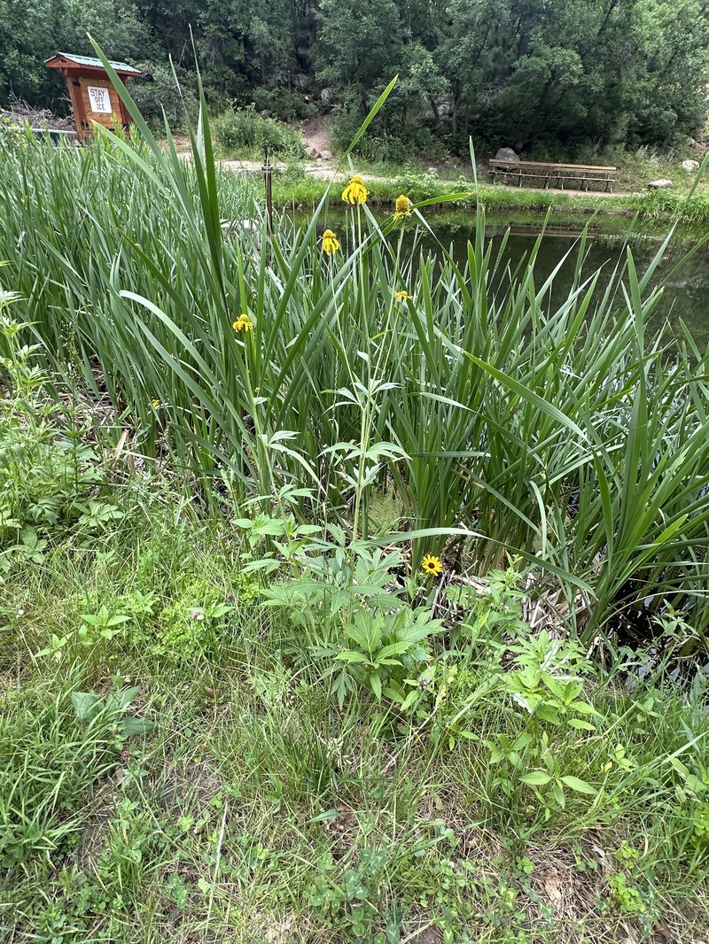 Rudbeckia laciniata var. ampla photo 7