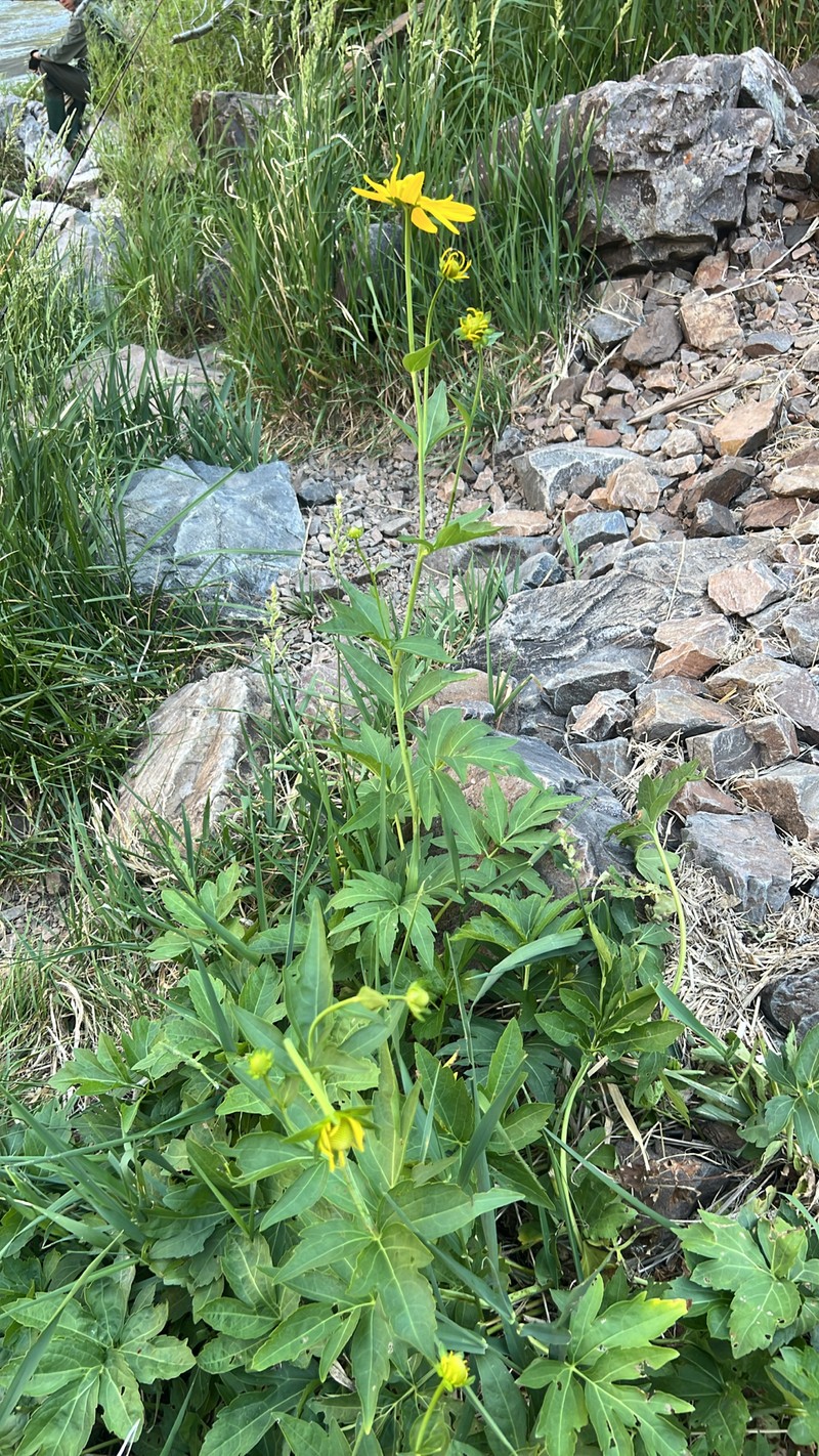 Rudbeckia laciniata var. ampla photo 8