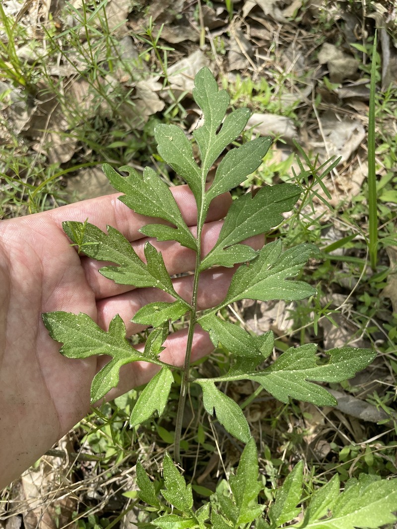 Rudbeckia laciniata var. bipinnata