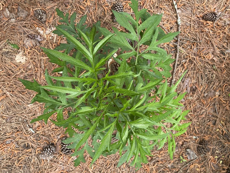 Rudbeckia laciniata var. bipinnata photo 2