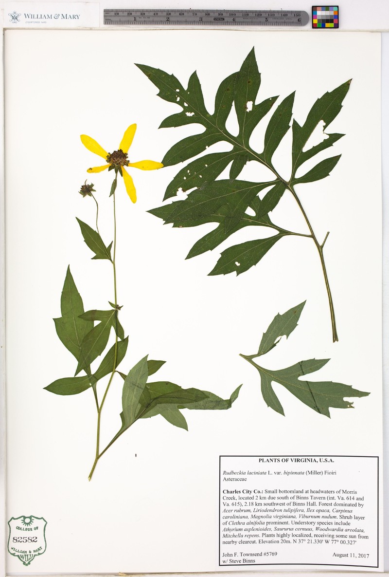 Rudbeckia laciniata var. bipinnata photo 3