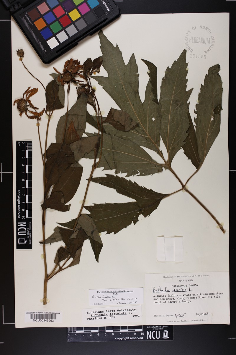 Rudbeckia laciniata var. bipinnata photo 4