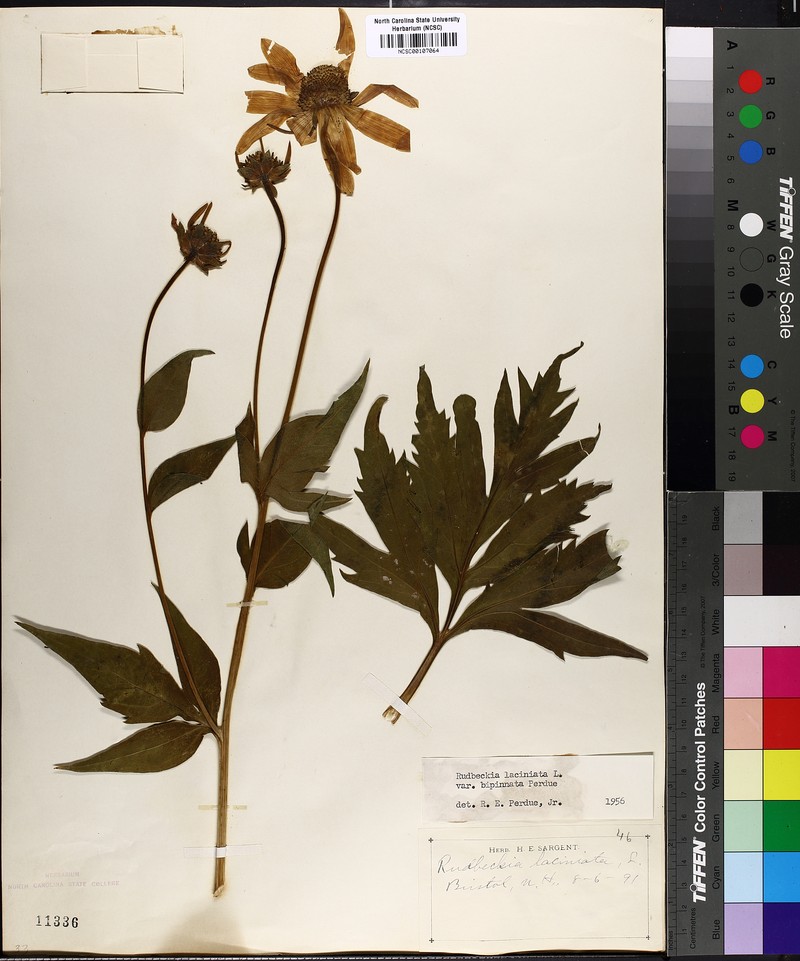 Rudbeckia laciniata var. bipinnata photo 5