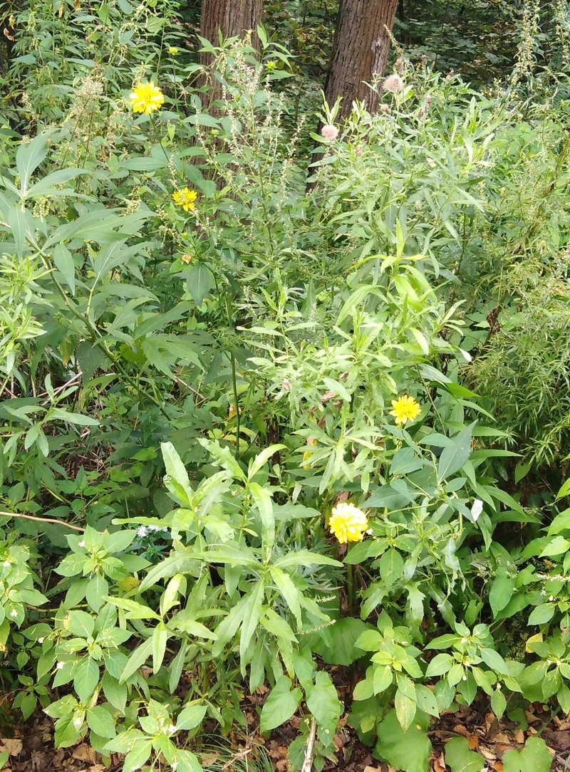 Rudbeckia laciniata var. heterophylla