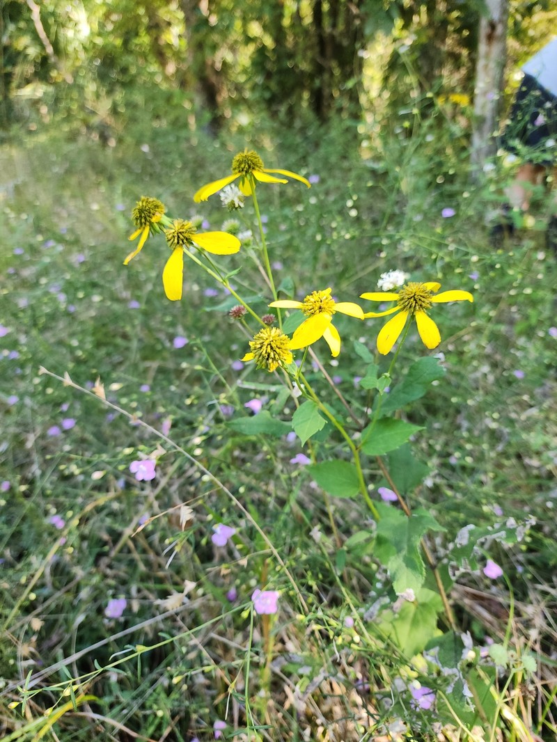 Rudbeckia laciniata var. heterophylla photo 2