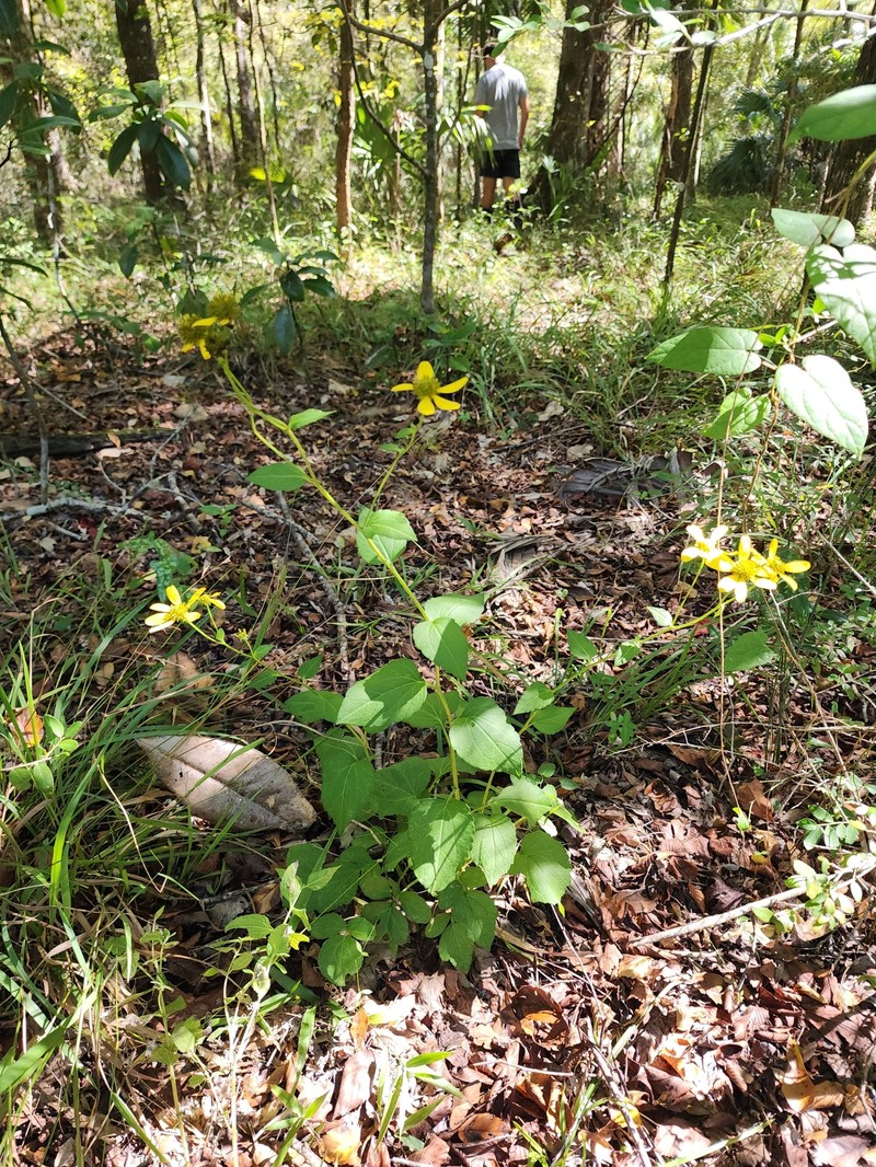 Rudbeckia laciniata var. heterophylla photo 3