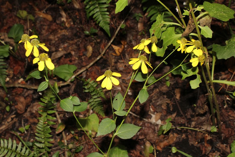 Rudbeckia laciniata var. heterophylla photo 5