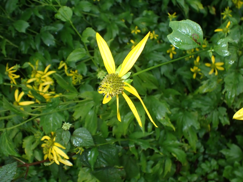 Rudbeckia laciniata var. humilis