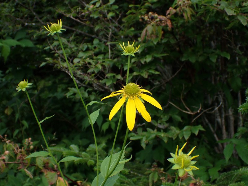 Rudbeckia laciniata var. humilis photo 2
