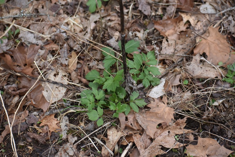 Rudbeckia laciniata var. humilis photo 4