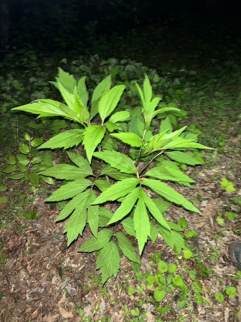 Rudbeckia laciniata var. humilis photo 5