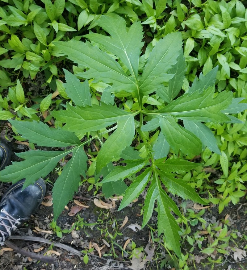 Rudbeckia laciniata var. laciniata photo 3
