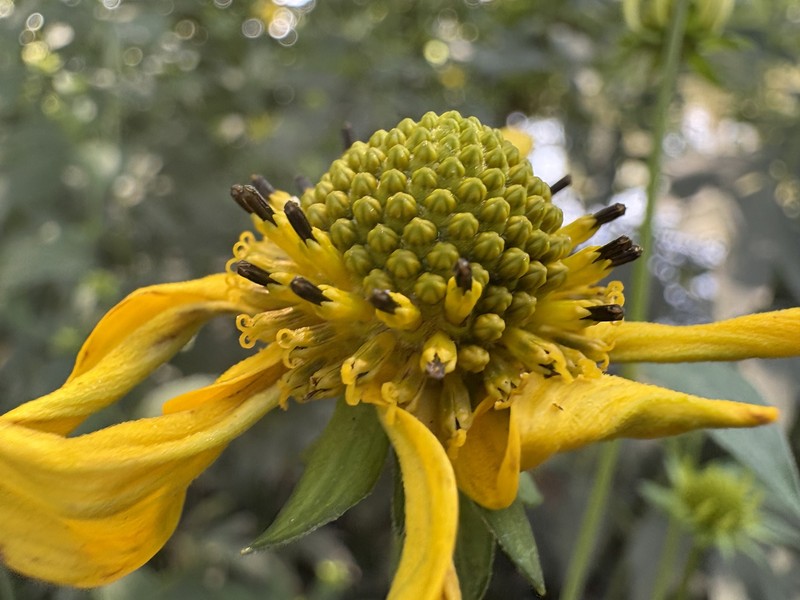 Rudbeckia laciniata var. laciniata photo 6