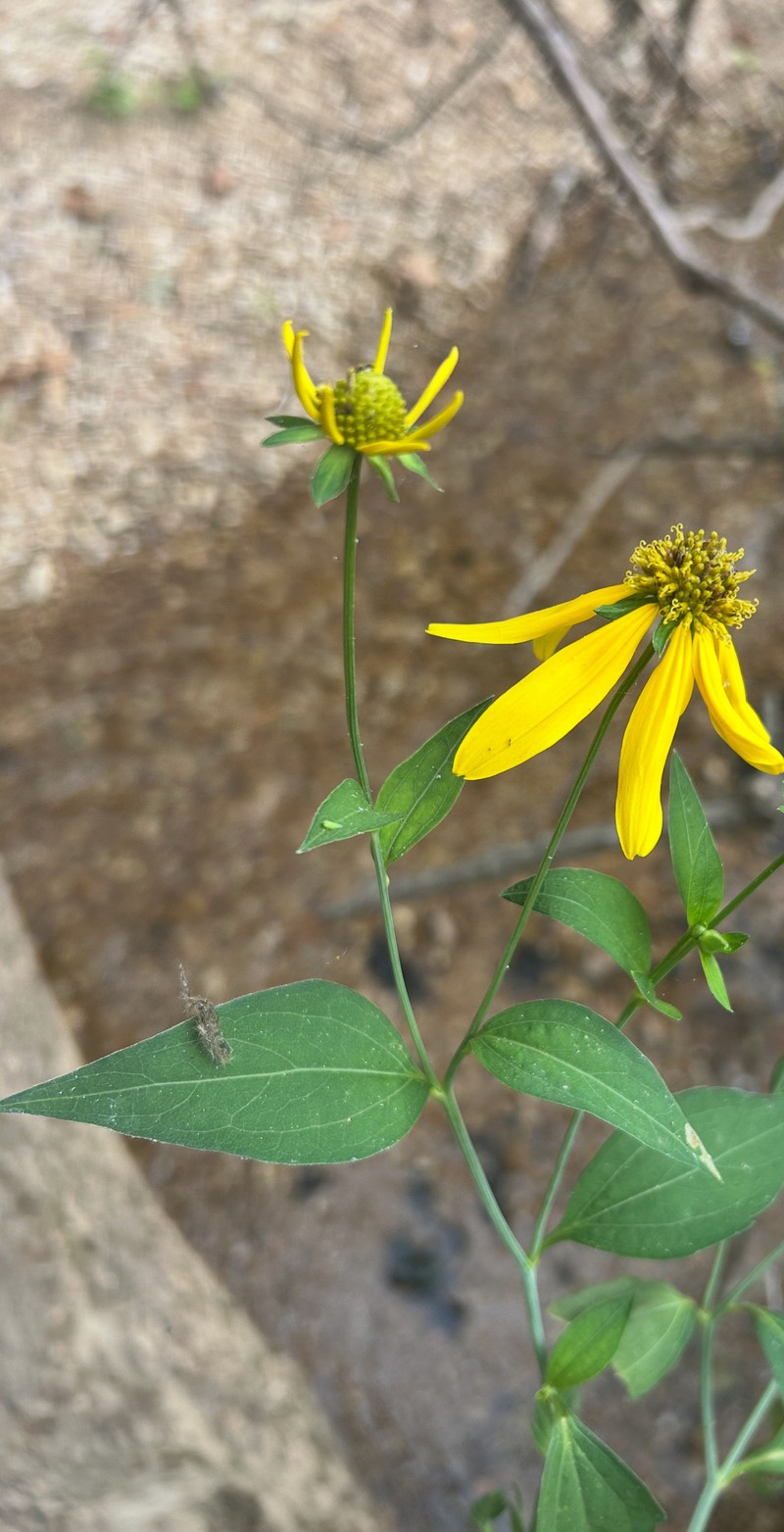 Rudbeckia laciniata var. laciniata photo 7