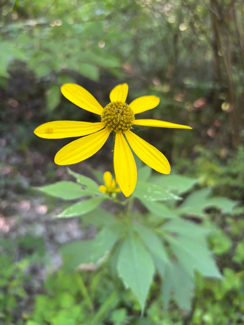 Rudbeckia laciniata var. laciniata photo 8