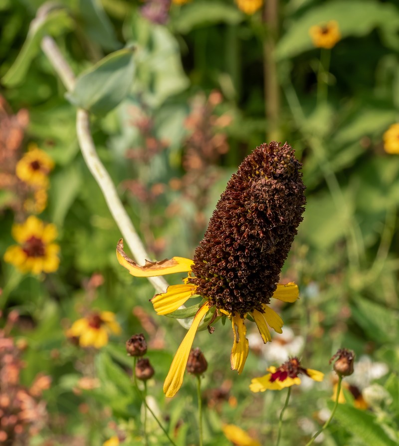 Great Coneflower photo 4