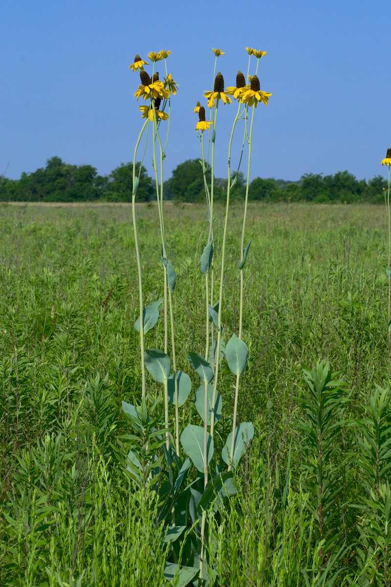 Great Coneflower