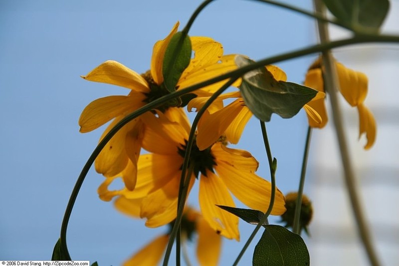 Great Coneflower photo 2