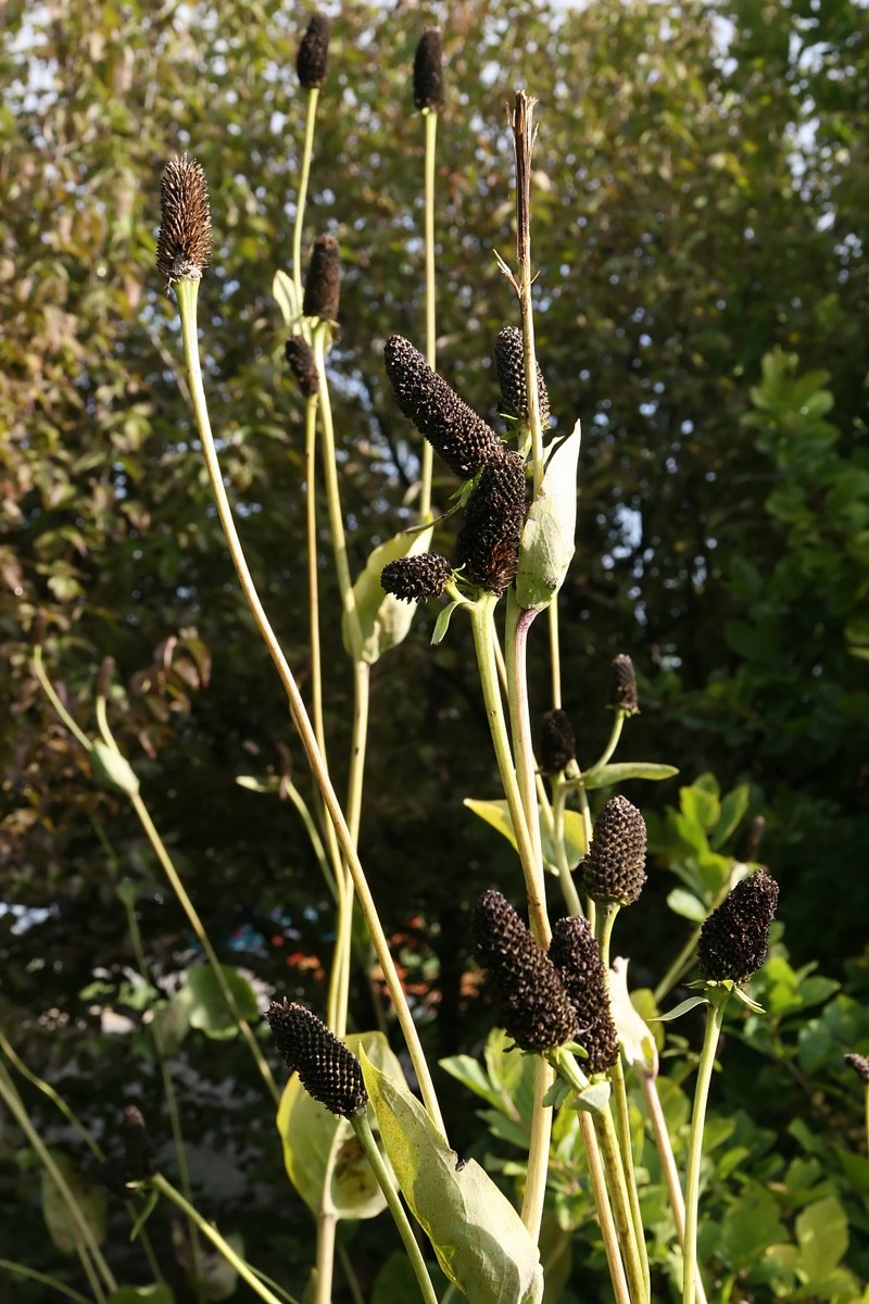 Great Coneflower photo 3