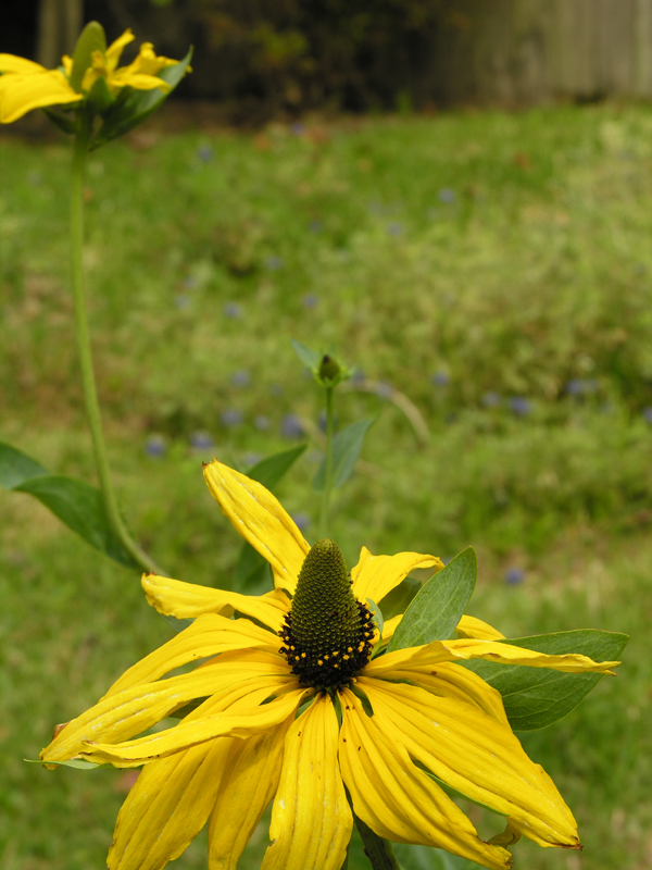 Great Coneflower photo 5