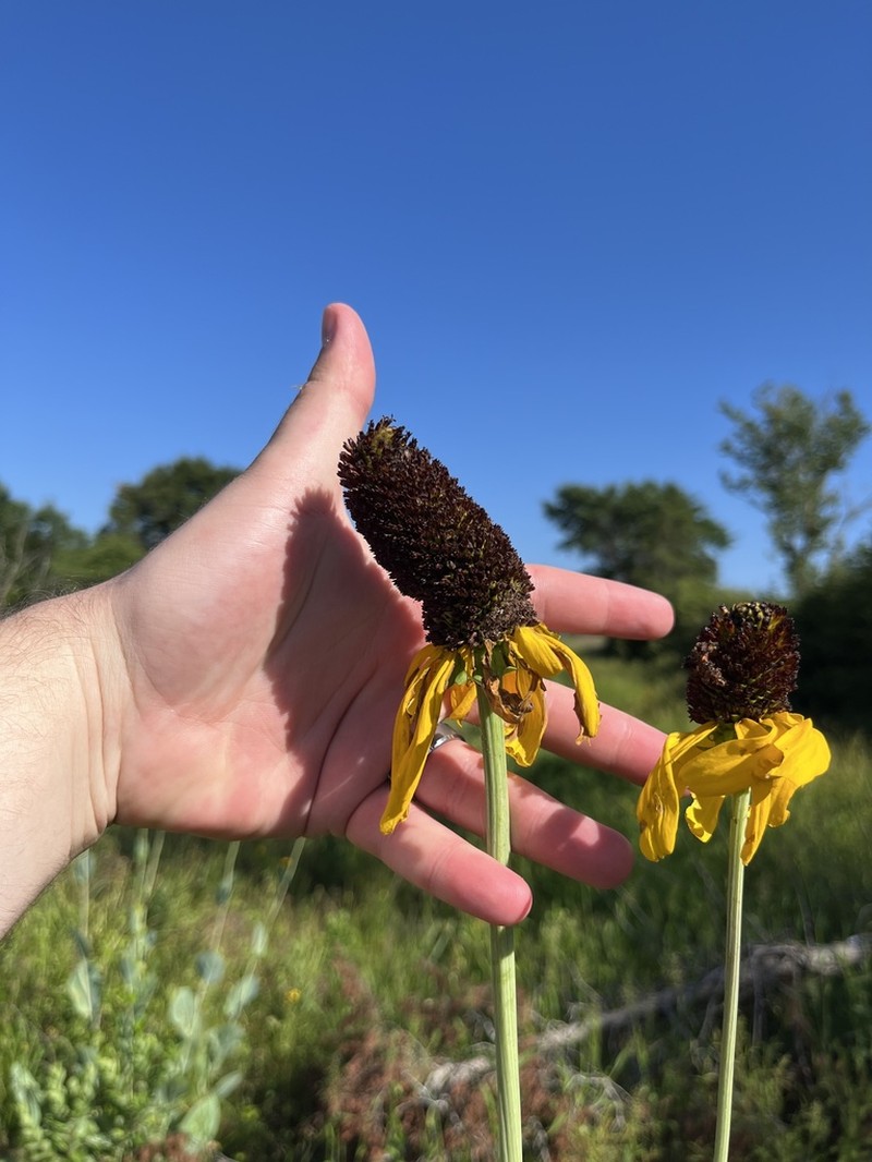 Great Coneflower photo 4