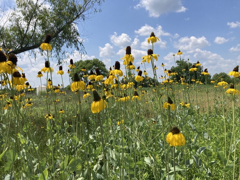 Great Coneflower photo 5