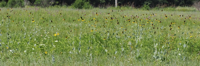 Great Coneflower photo 6