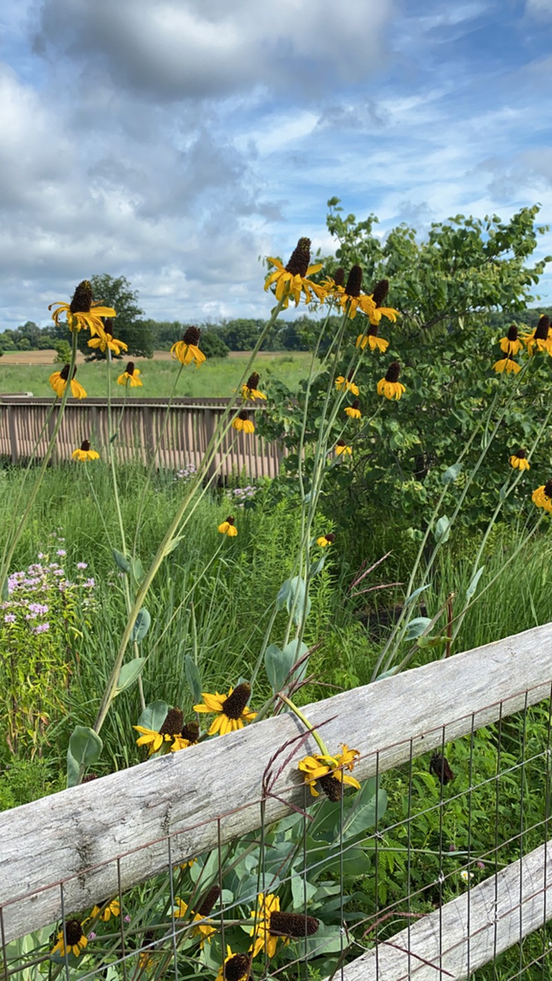 Great Coneflower photo 7