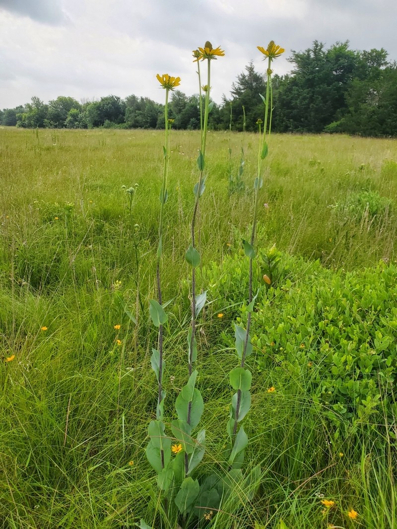 Great Coneflower photo 8