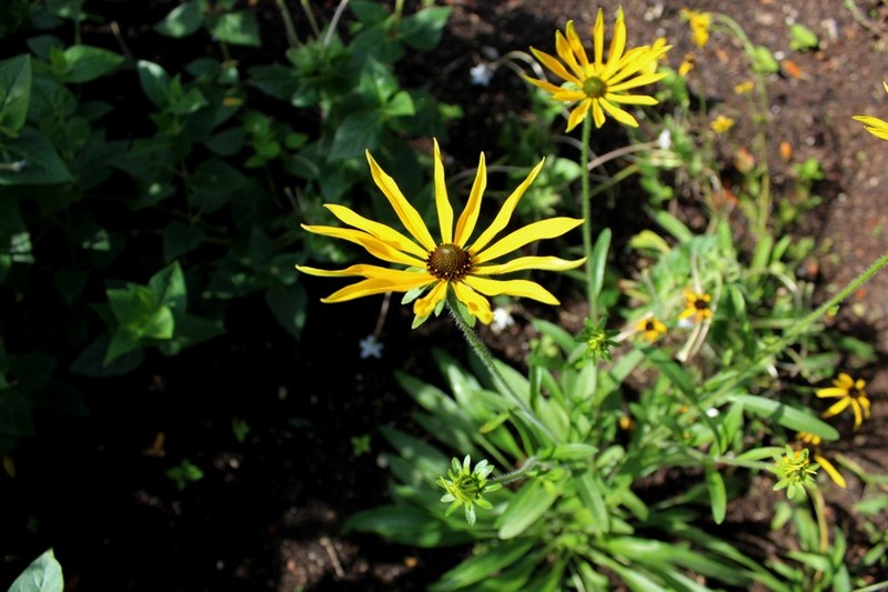 Missouri Orange Coneflower photo 2