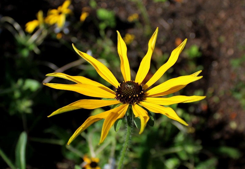 Missouri Orange Coneflower photo 3