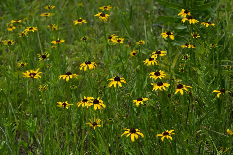 Missouri Orange Coneflower