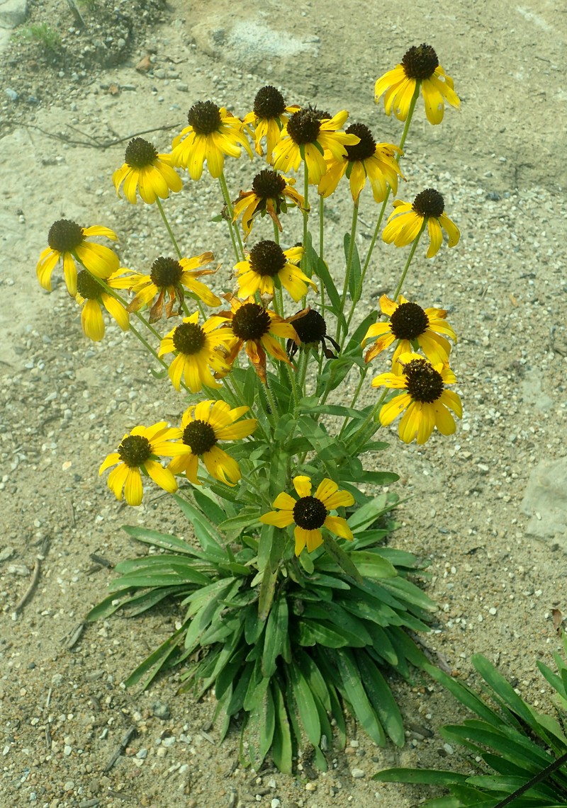 Missouri Orange Coneflower photo 4
