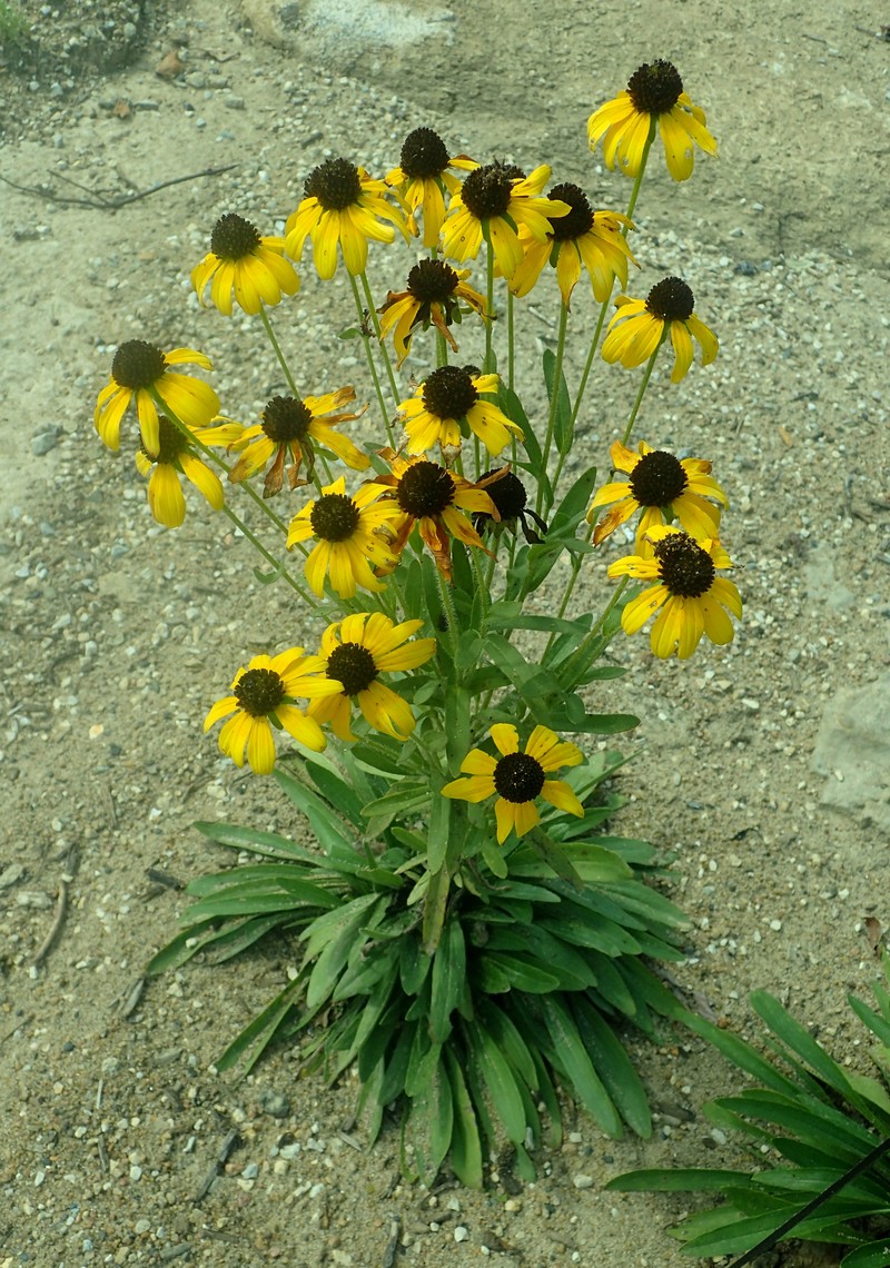 Missouri Orange Coneflower photo 5