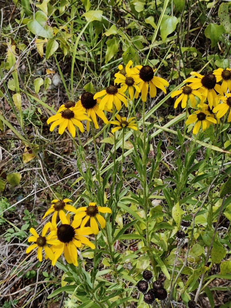 Missouri Orange Coneflower photo 3