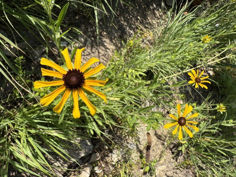 Missouri Orange Coneflower photo 4