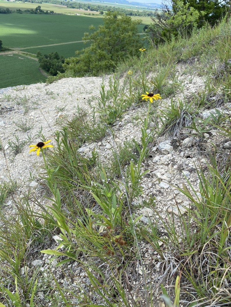 Missouri Orange Coneflower photo 5