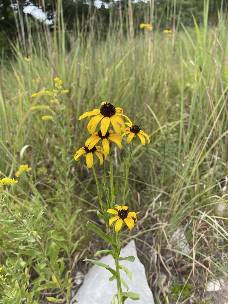 Missouri Orange Coneflower photo 6