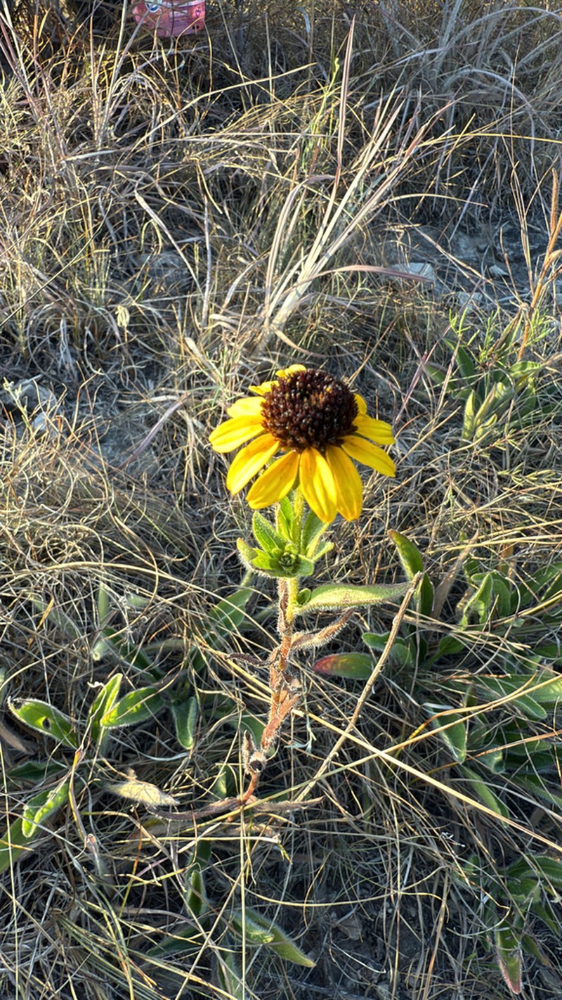 Missouri Orange Coneflower photo 7