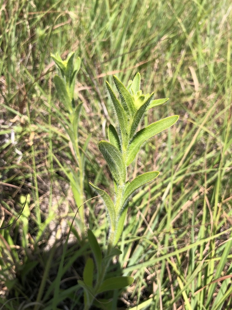 Missouri Orange Coneflower photo 8