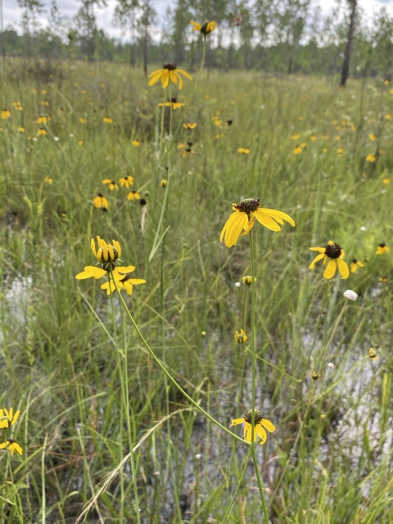 Mohr's Coneflower